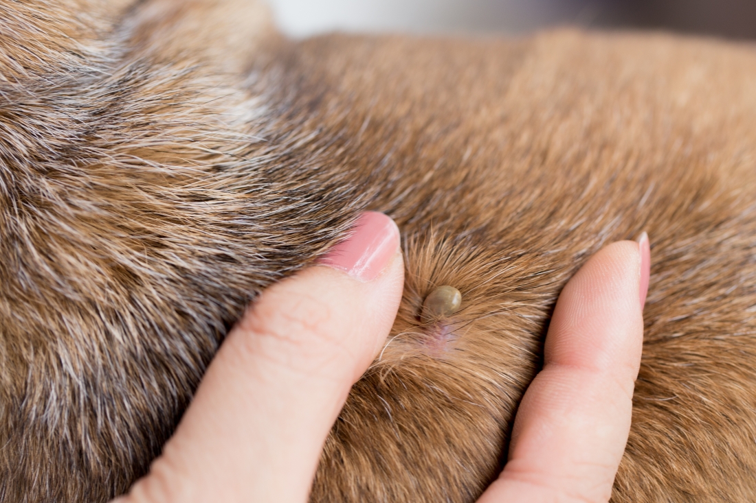 how long can a dog have lyme disease
