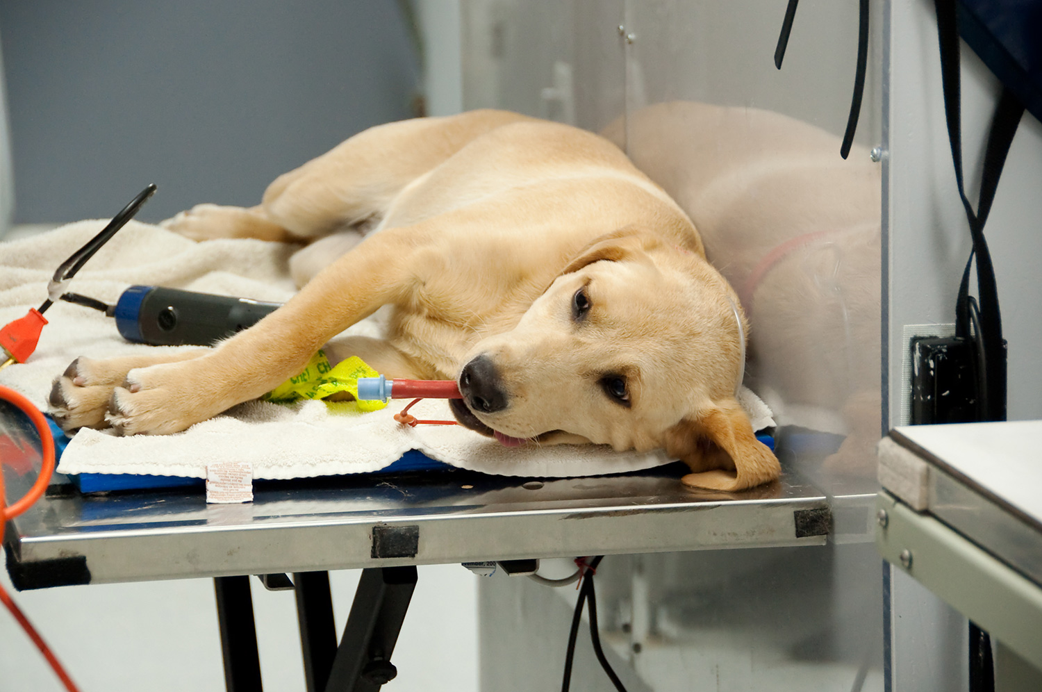 Spaying In Dogs Weste Animal Hospital