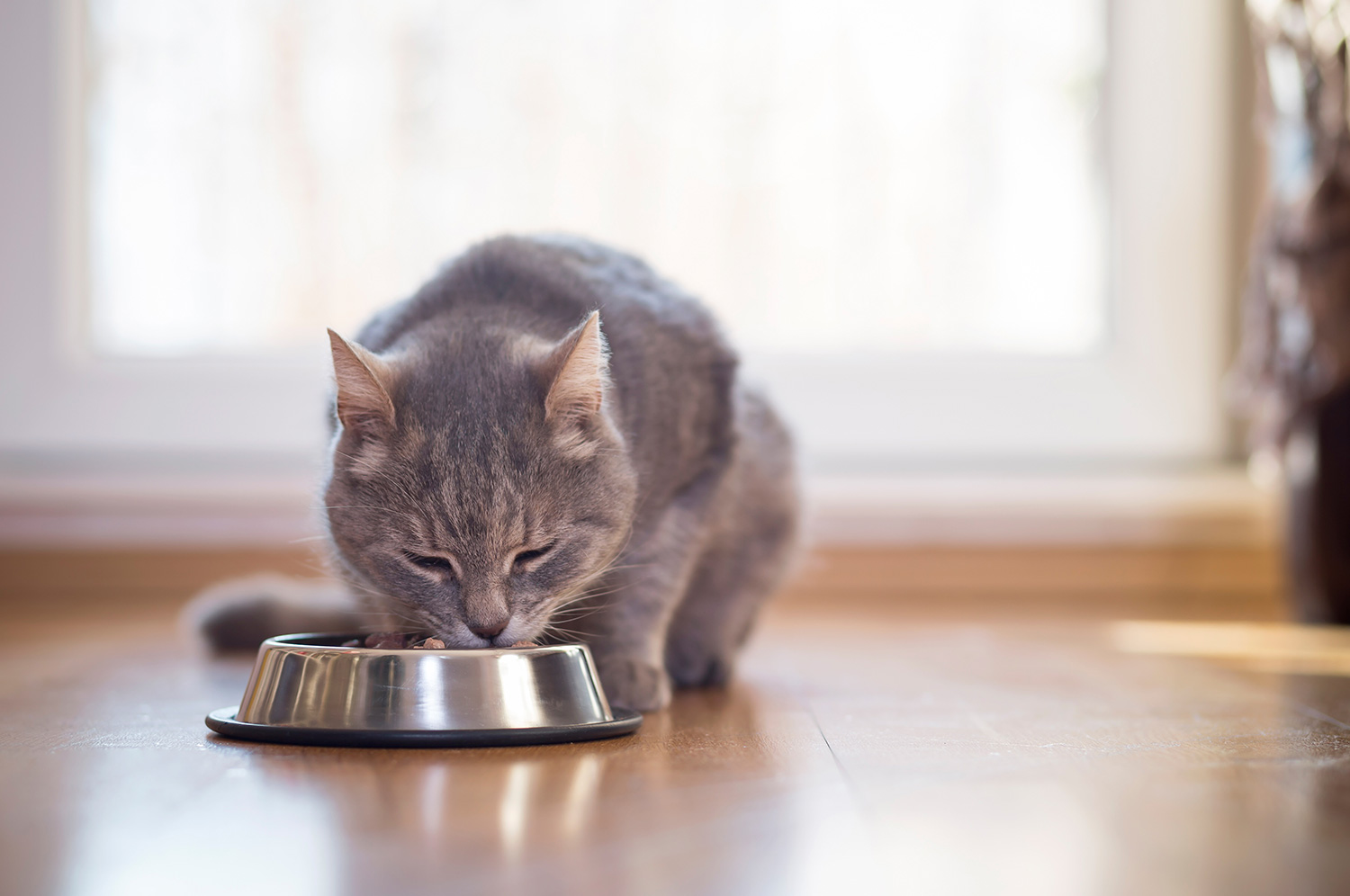 Bland Diet Instructions For Dogs And Cats Weste Animal Hospital