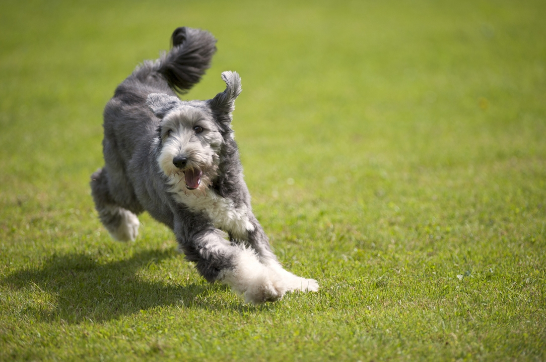 Cruciate Ligament Rupture in Dogs