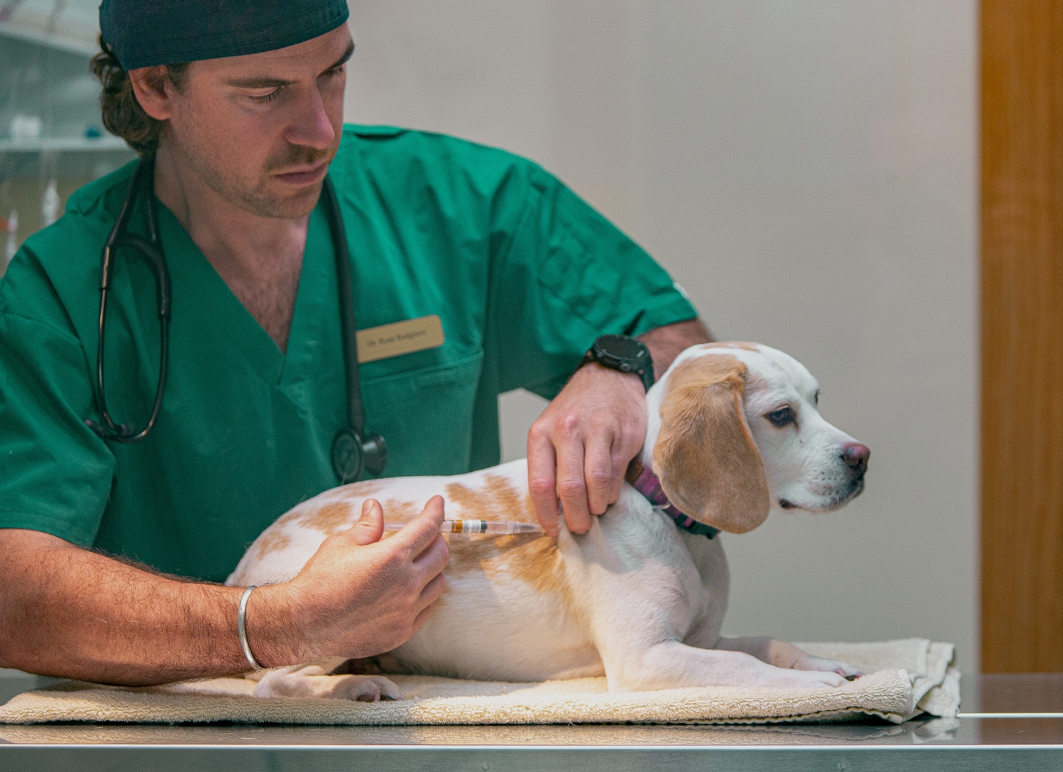 animals visit hospital