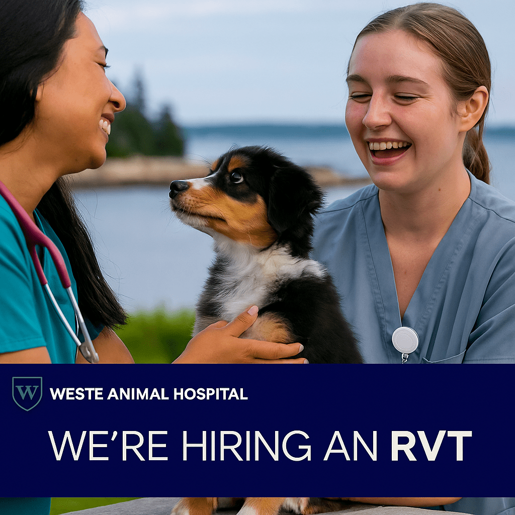Registered Veterinary Technician